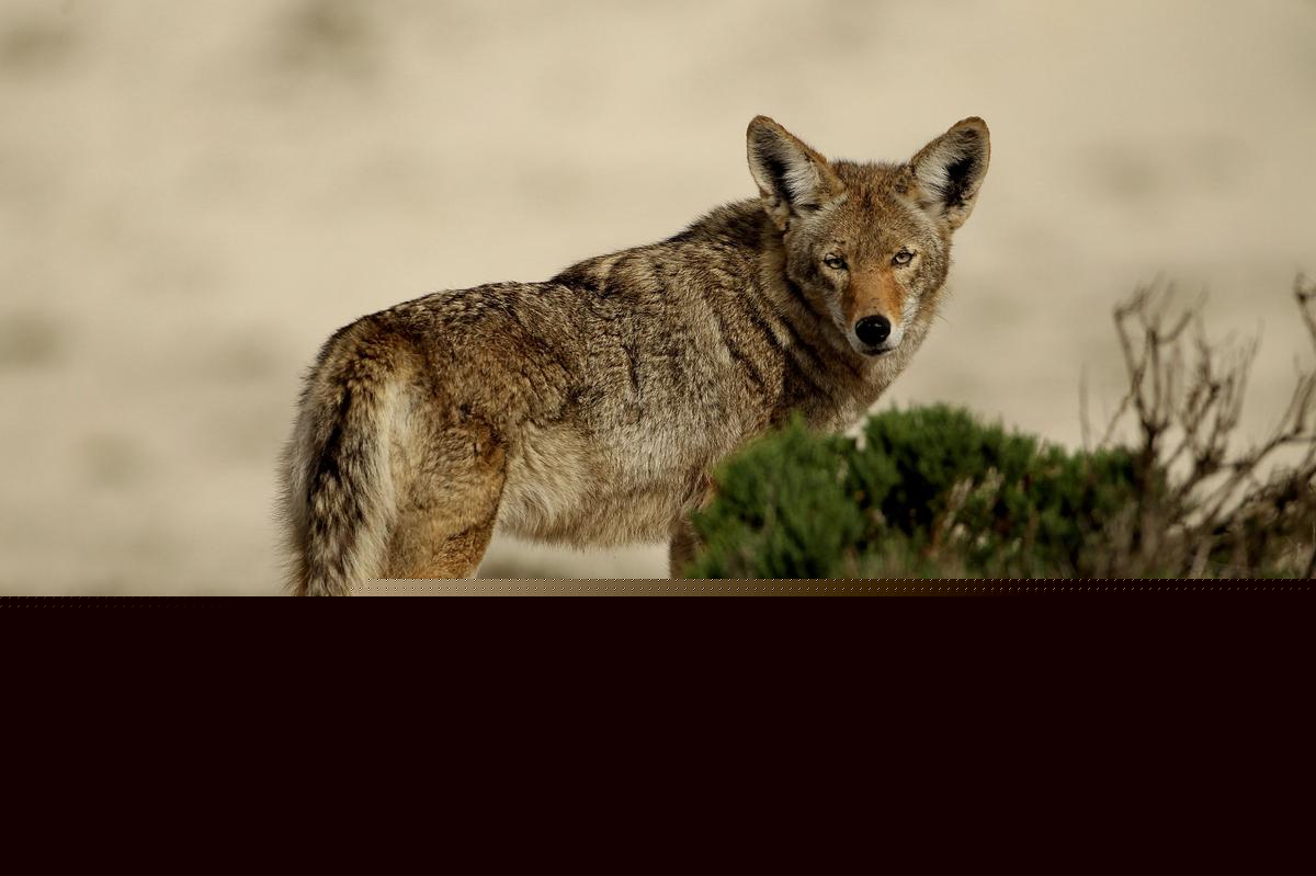 A Spike In Coyote Sightings Has Wildwood Residents Concerned