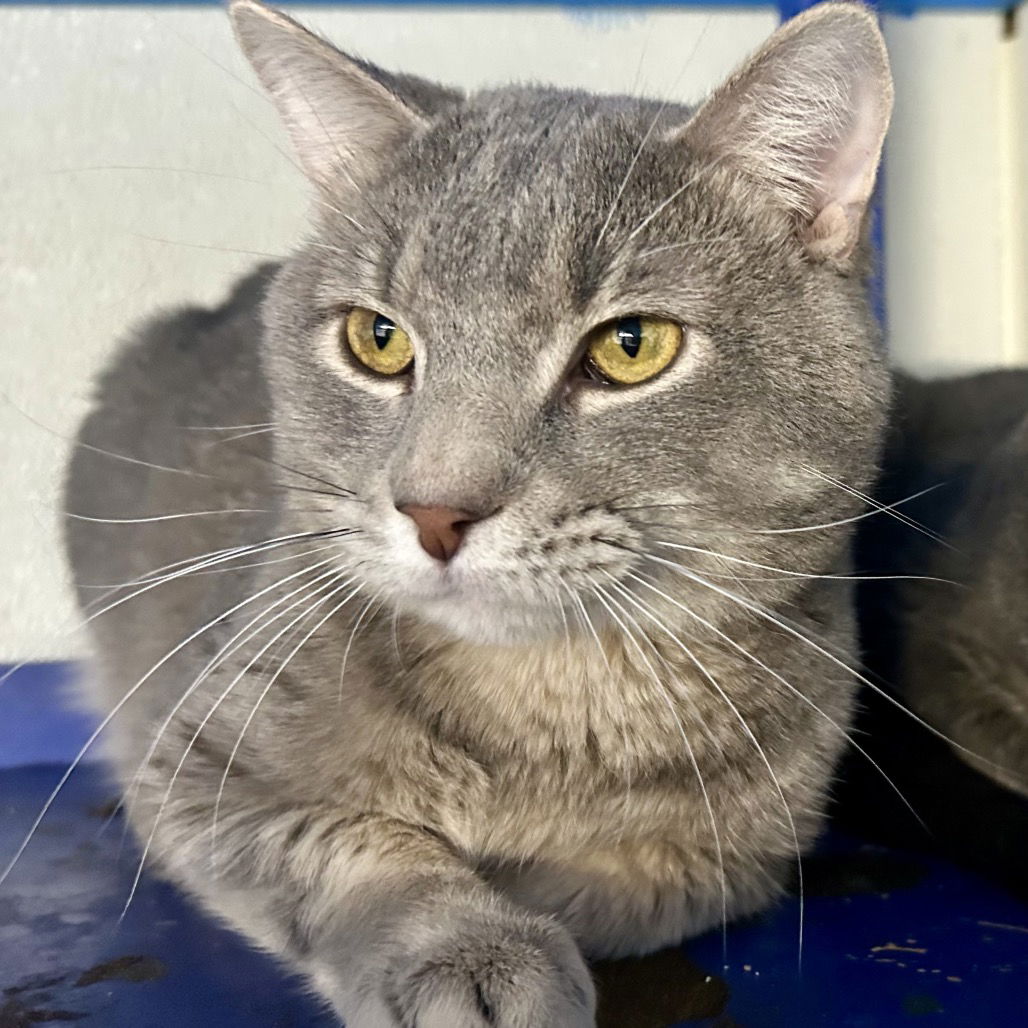 Pet of the Week: shy cat and wiggly dog ready for adoption