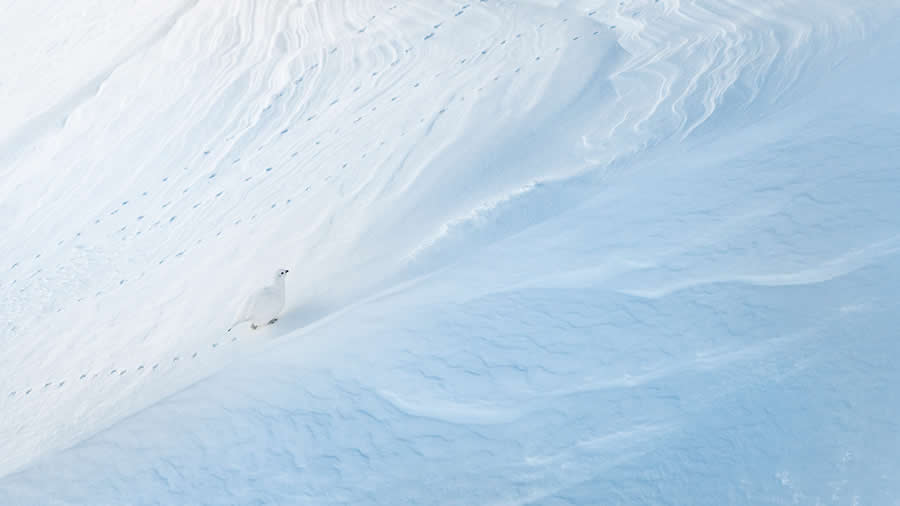 Beautiful Birds And Mammals Winning Photos from the 2025 GDT Nature Photographer of the Year