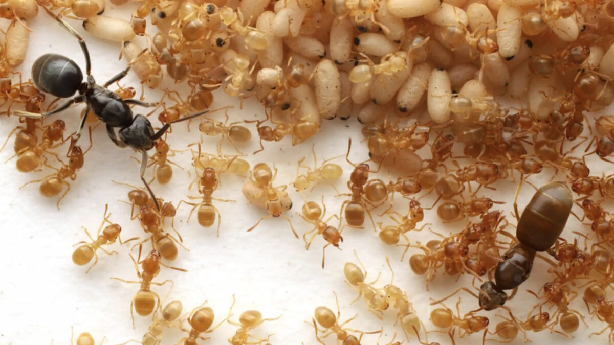 This Parasitic Ant Uses Mystery Goo to Turn Colonies Against Their Queen