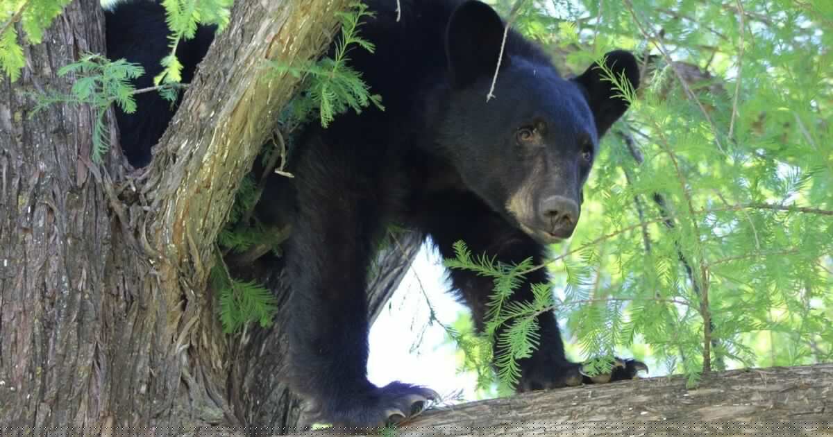 ¿Maltrato animal a Mina, la osa negra de NL? Esto sabemos de su estado de salud