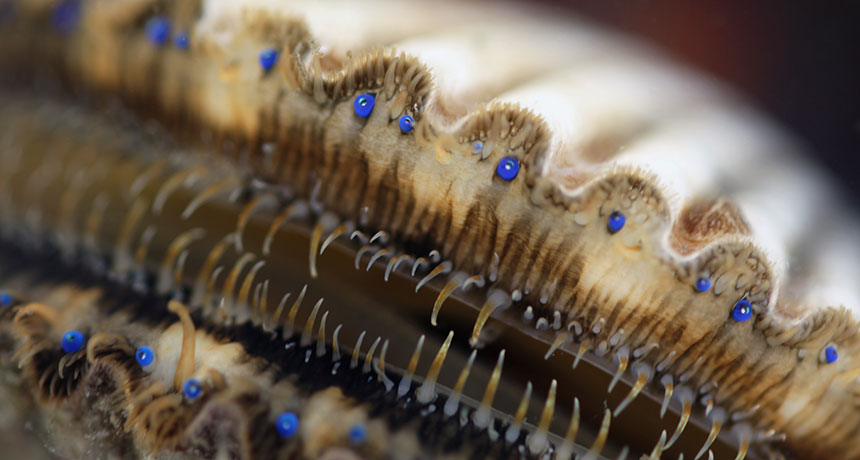 Comment on Scallops’ amazing eyes use millions of tiny, square crystals to see by URL