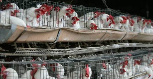 CPC Plans Nationwide Sensitization Campaign, Enforcement Against Banned Poultry Products