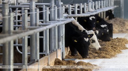Belarusian MPs study Algerian dairy farming practices