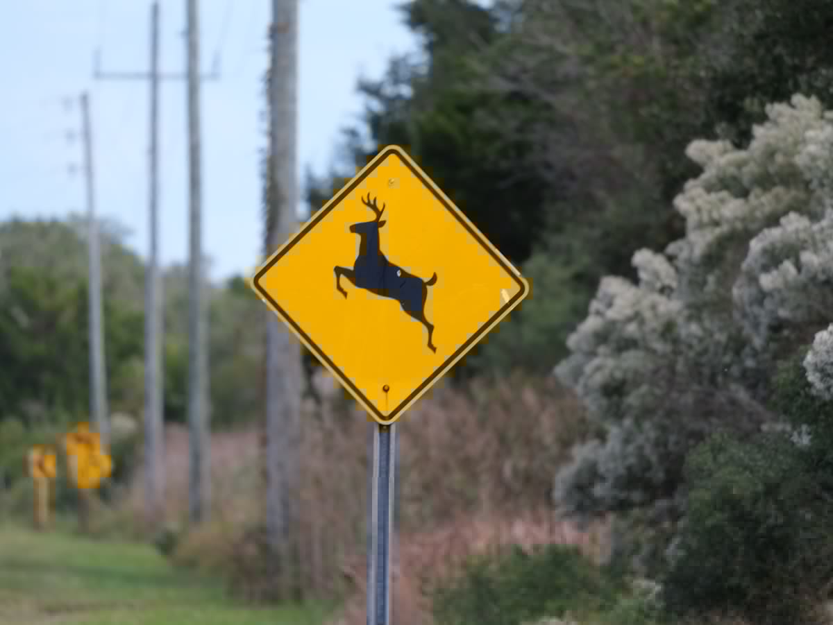 Can You Keep a Deer You Hit in New York?