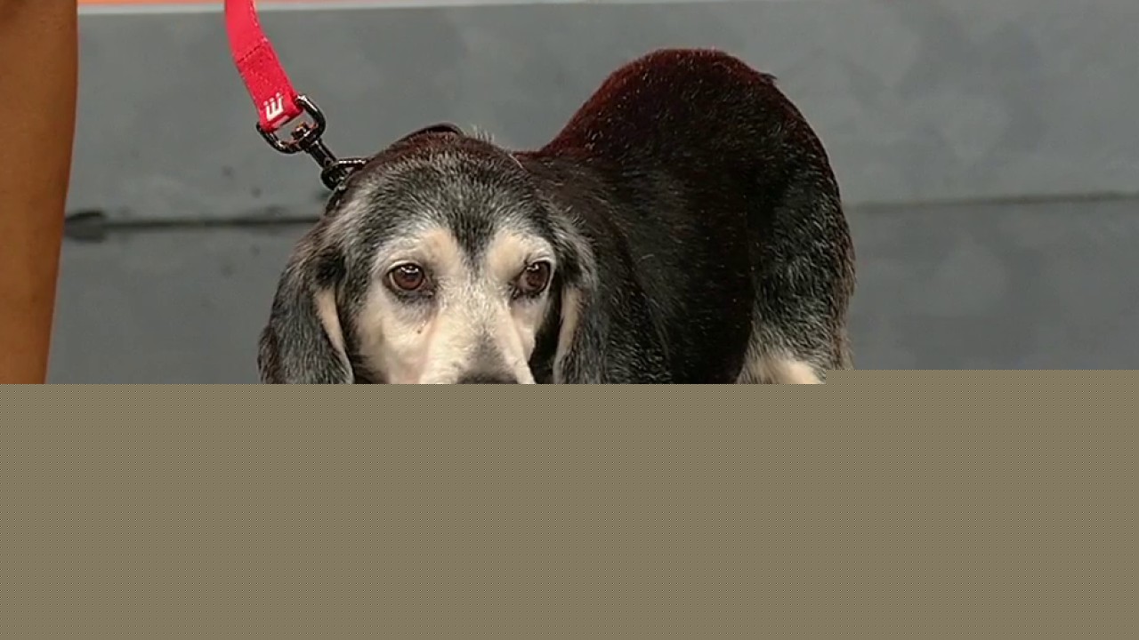 Pet of the day: Winston