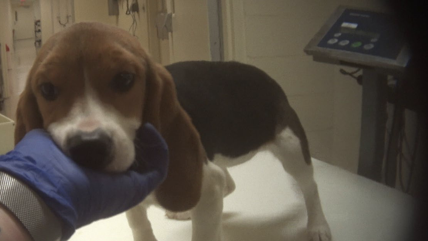 Beagles and Bagels event at Indiana Statehouse to raise awareness and support for Sunny’s Research Adoption Bill