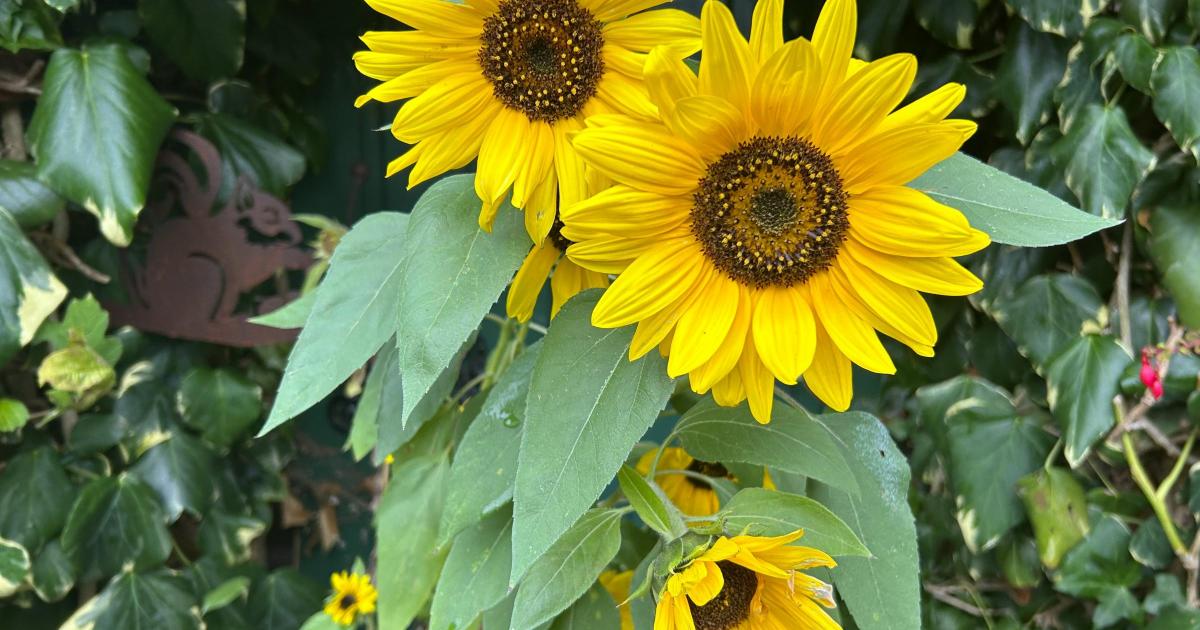 Vibrant late-season blooms and the nation's most-loved flowers