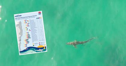 'The bigger the bait, the bigger the fish': what's behind increasing shark numbers