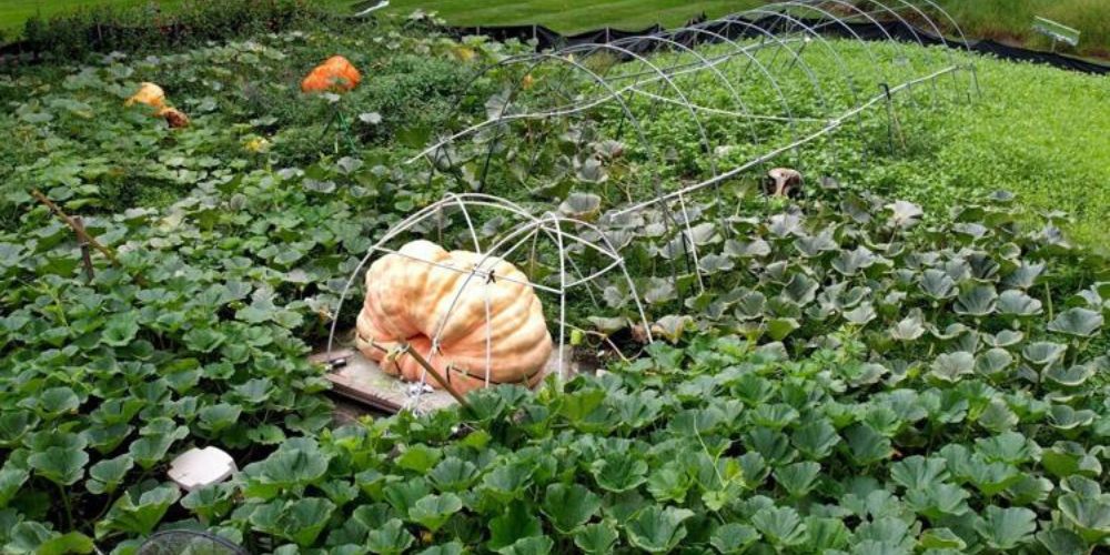 How to grow a giant pumpkin, with help from science