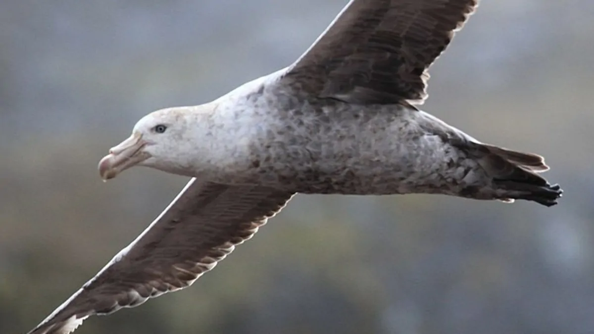 CSIRO testing confirms first case of native H5 bird flu spread, Agriculture Minister says