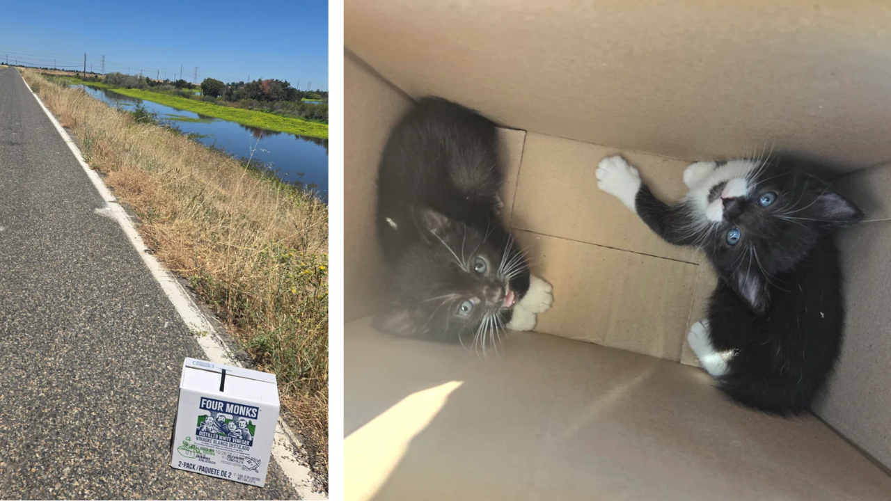 Cyclist finds two abandoned tuxedo kittens in a taped-up box on a remote road, plans to foster them, but their cuteness forces him to sign their adoption papers: ‘Of course we fell in love with them'
