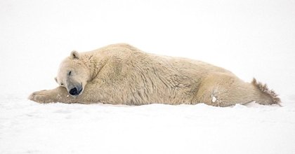 Polar bears fatten up with new diets amid ice loss