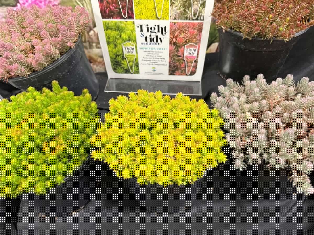 Brian Minter: The standout plants at Cultivate Expo you'll want to add to your garden