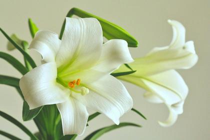 Ramona Rose (Welle) Schneider, 85, Albany