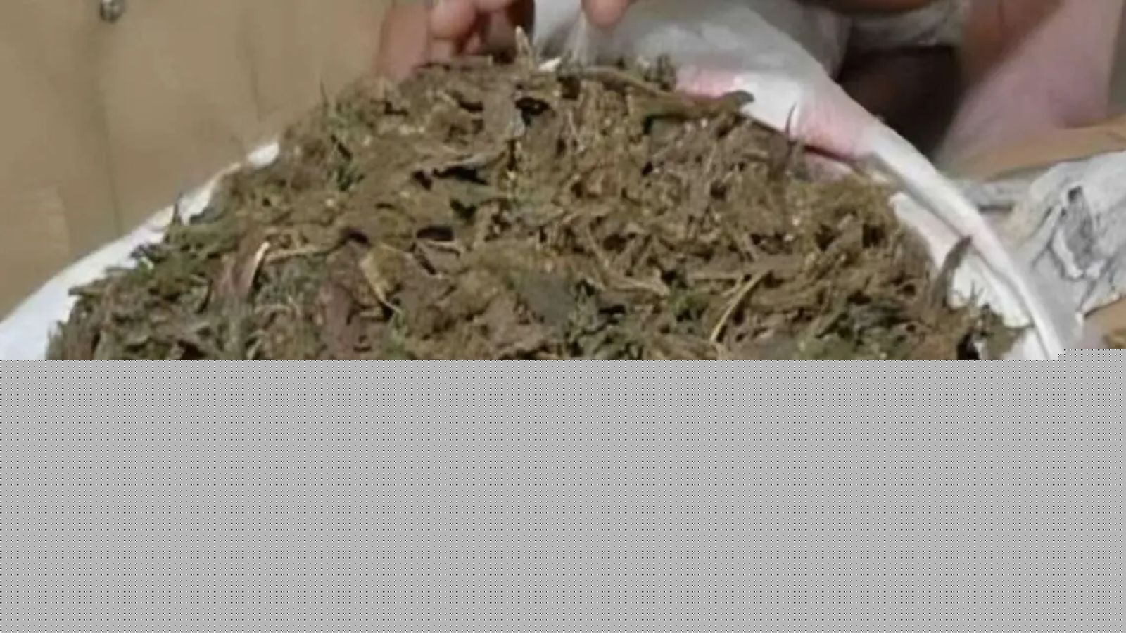 Telangana EAGLE seizes 400 kg ganja from Khammam, three held
