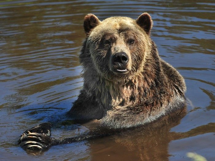 Grouse Mountain's famous grizzly bear Grinder dies at 25