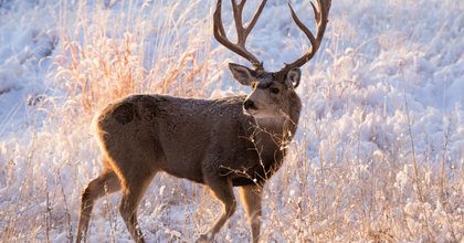 FWP publishes 2026 hunting regulations