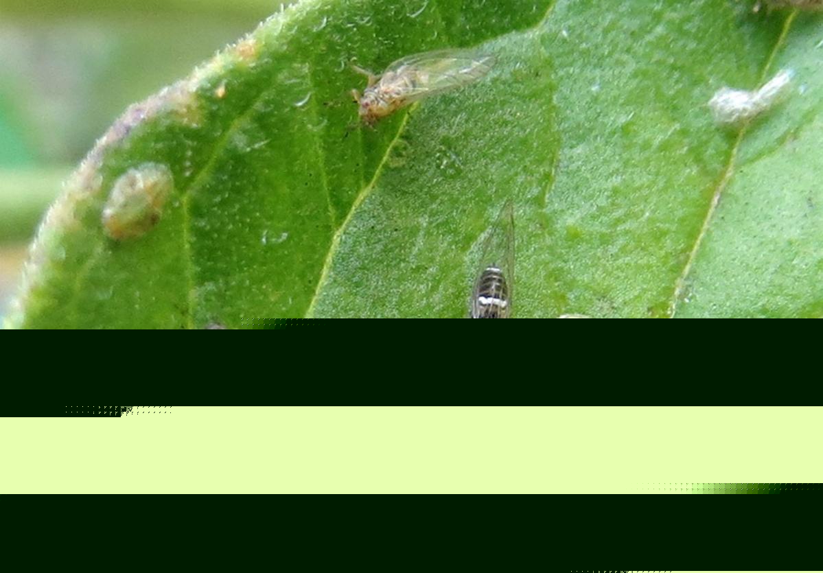 Potato Psyllid Numbers Continue To Increase Across Central Washington