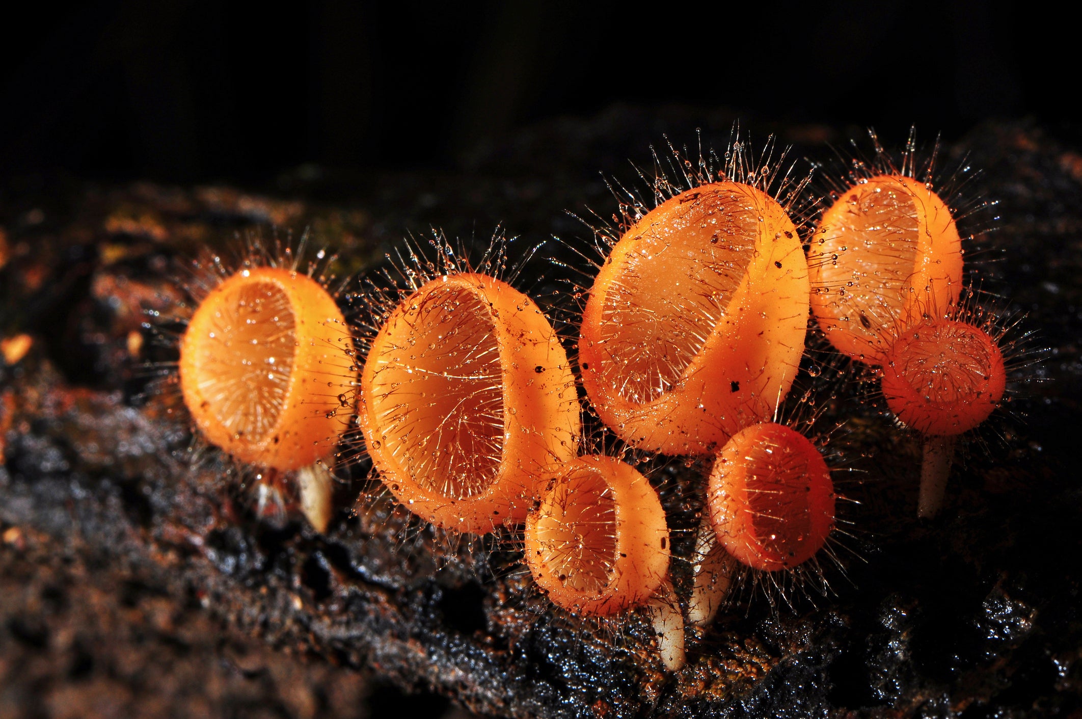 How fire-loving fungi learned to eat charcoal