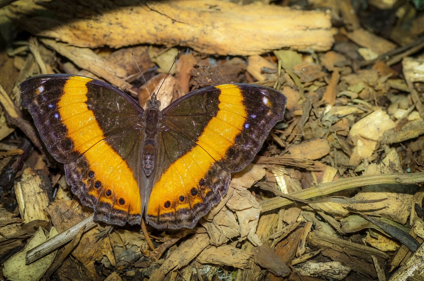 Easy steps to create overwintering habitat for pollinators