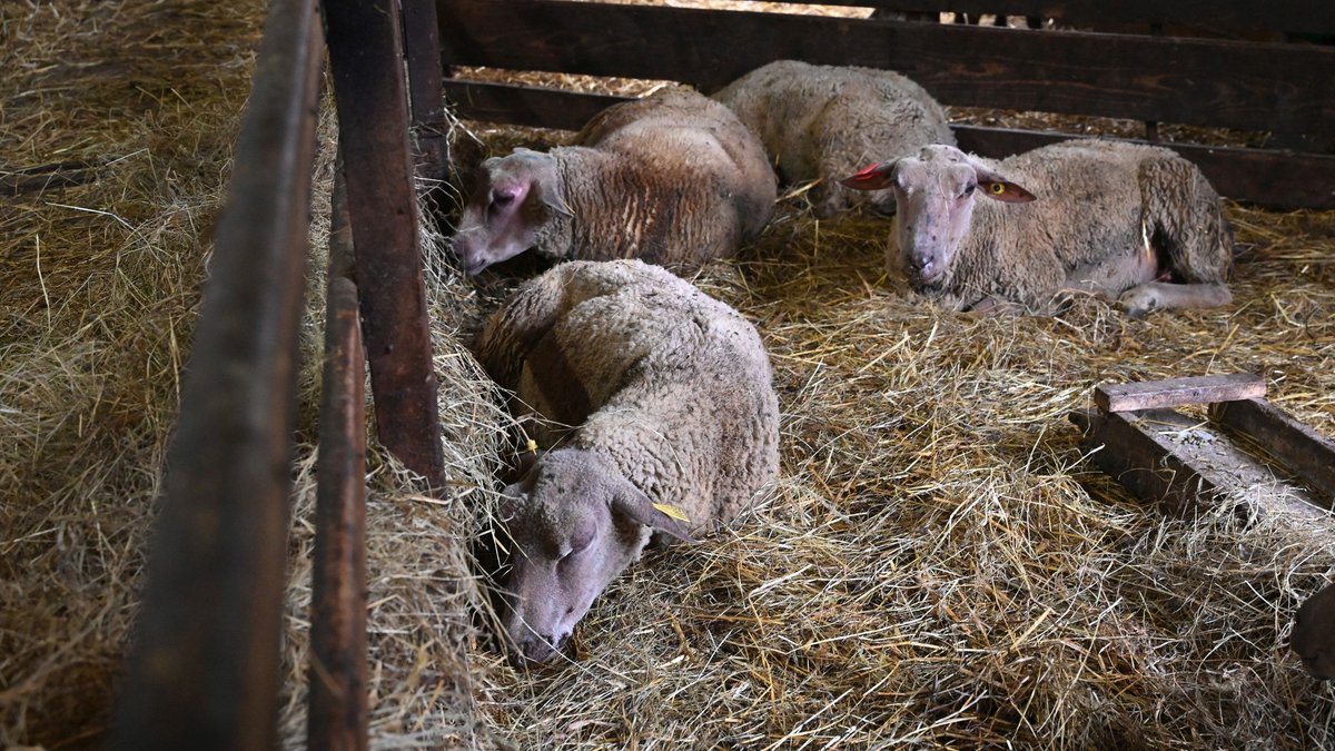 Alerte chez les éleveurs : la maladie de la langue bleue gagne du terrain dans le Tarn