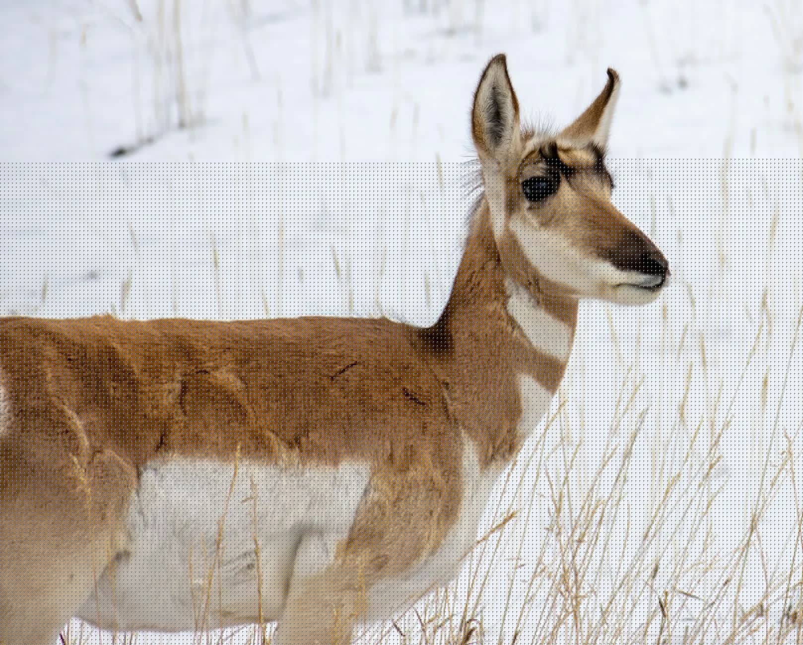 Decoy vs. Spot & Stalk: Which Tactic Wins Montana Pronghorn Rut?