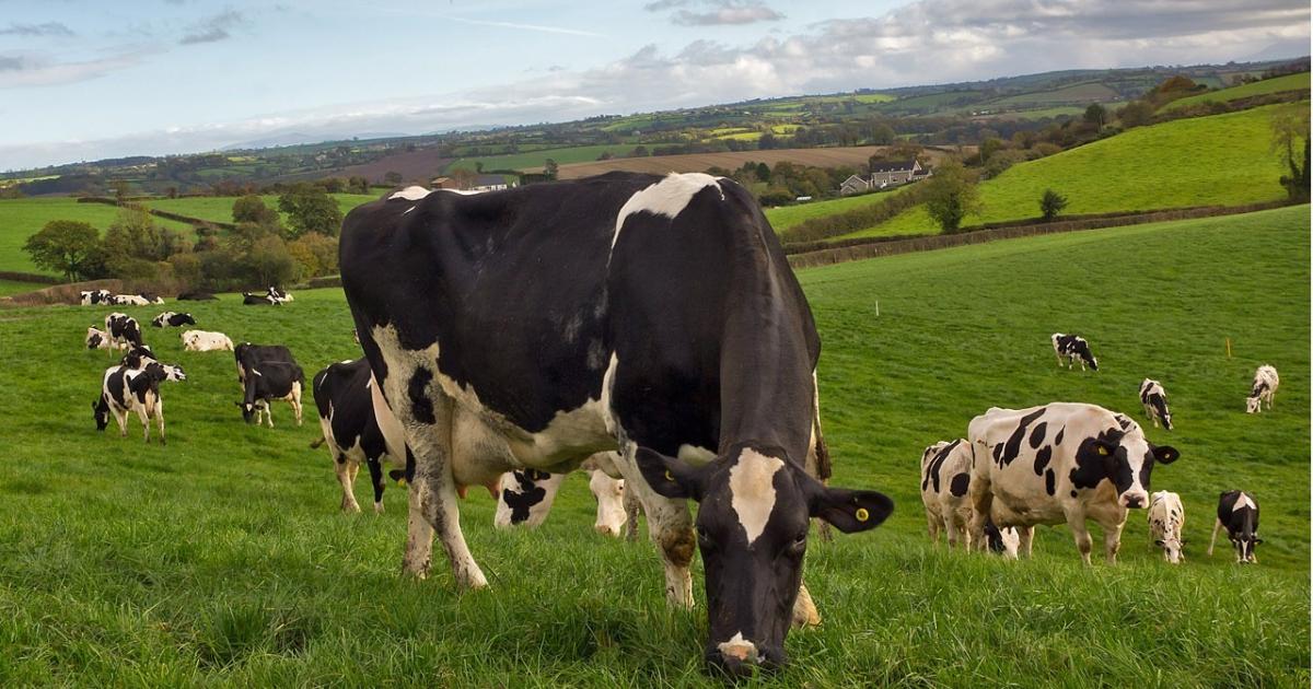 Arla, Müller and Freshways confirm reductions as UK milk oversupply bites