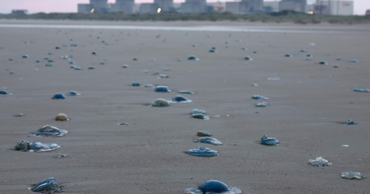 Drei Anlagen betroffen - Quallenplage stoppt Atom-Reaktoren in Frankreich
