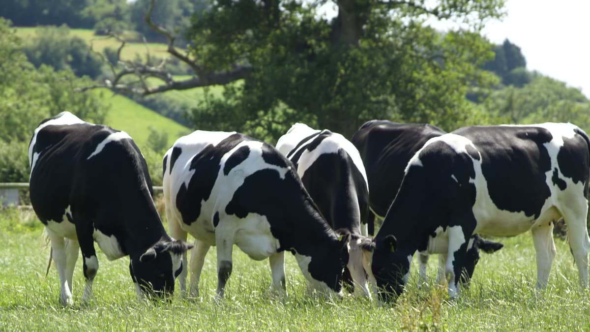 Two pilot projects to tackle bovine TB extended