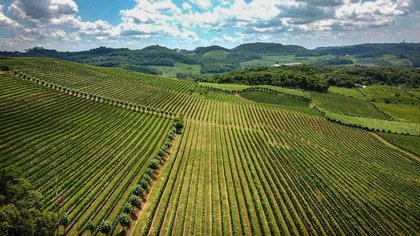 Latin America’s Plant Health Momentum: Innovation, Adoption, and Opportunity