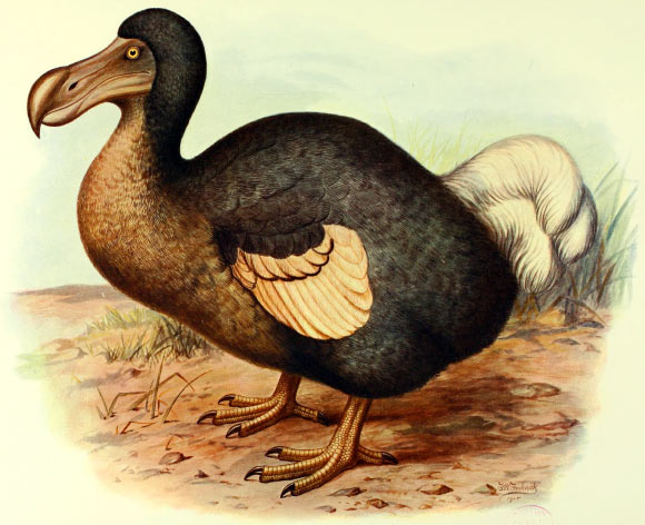 Dodo Had Surprisingly Keen Sense of Smell and Owl-Like Vision, New Study Reveals