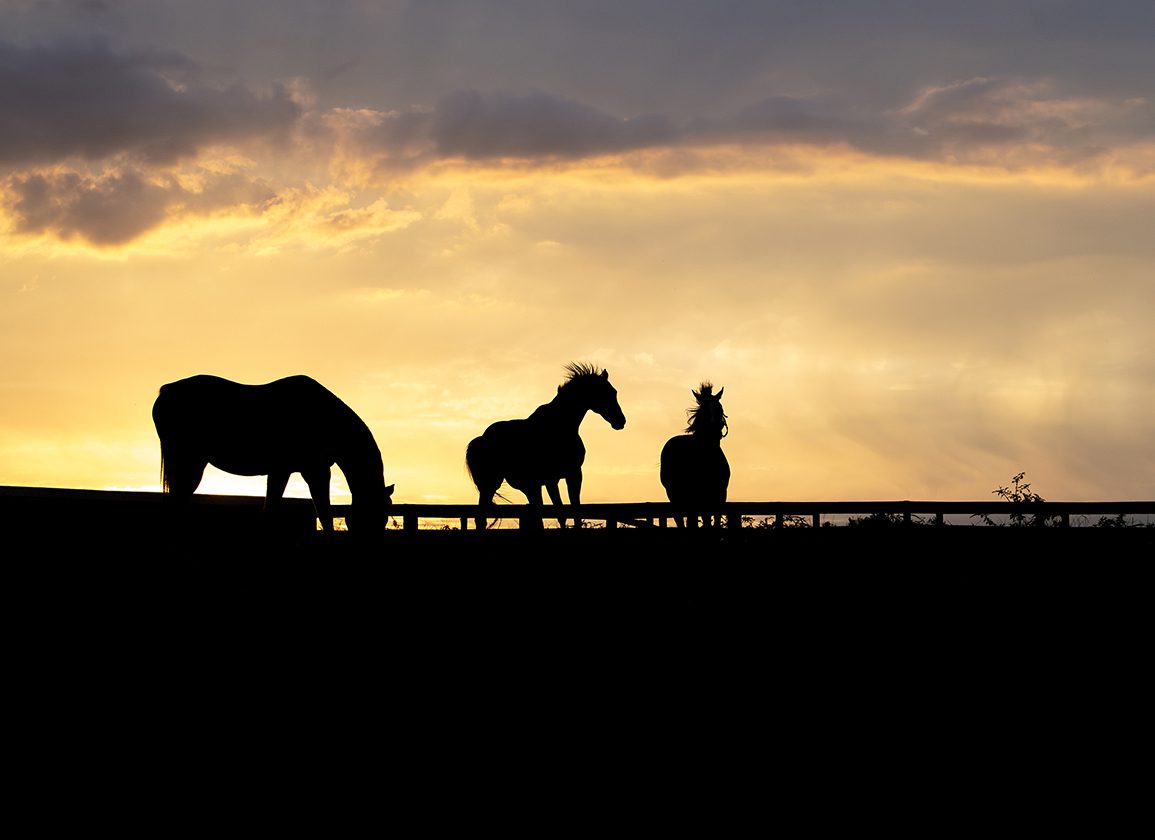DNA Sampling Drives Increase in Jockey Club Registration Fees