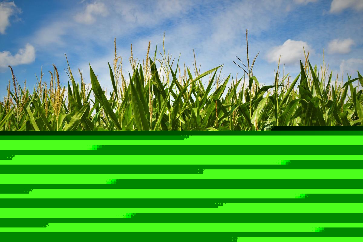It's the Corns Fault We're All Miserable Right Now!