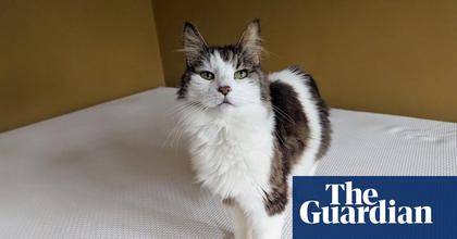 I spent months testing insomnia cures – then grieving for a pet made sleep impossible