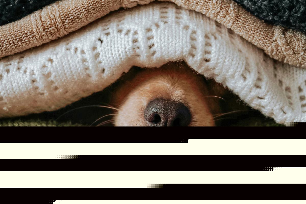 23 Dogs With Fall Fashion Sense