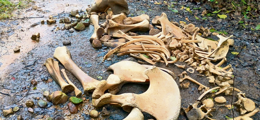 Skeletal remains of elephant found in Debagada forest