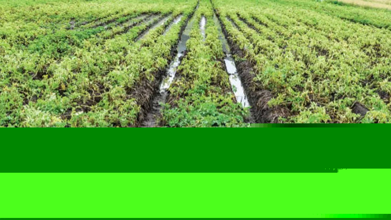 Excess moisture continues to impact Manitoba crops