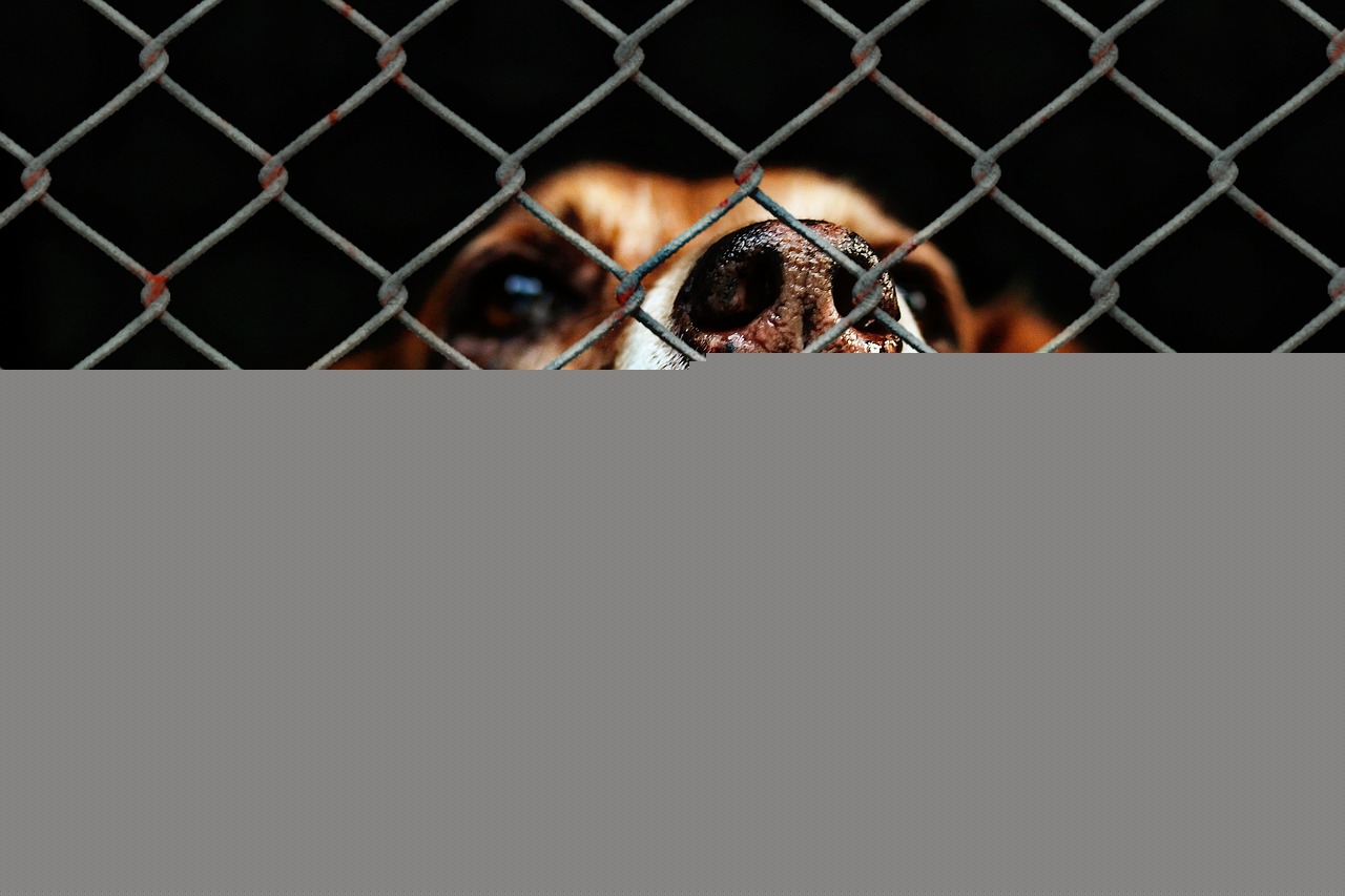 Dogs Allegedly Starved in Filthy Cages: Demand Real Consequences