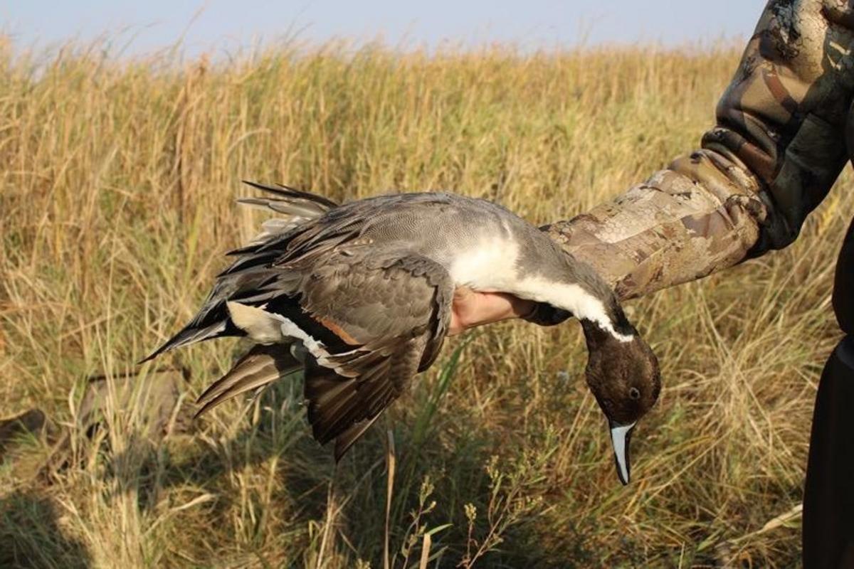 Warm Weather Shakes Up Minnesota’s Waterfowl Hunting Opener