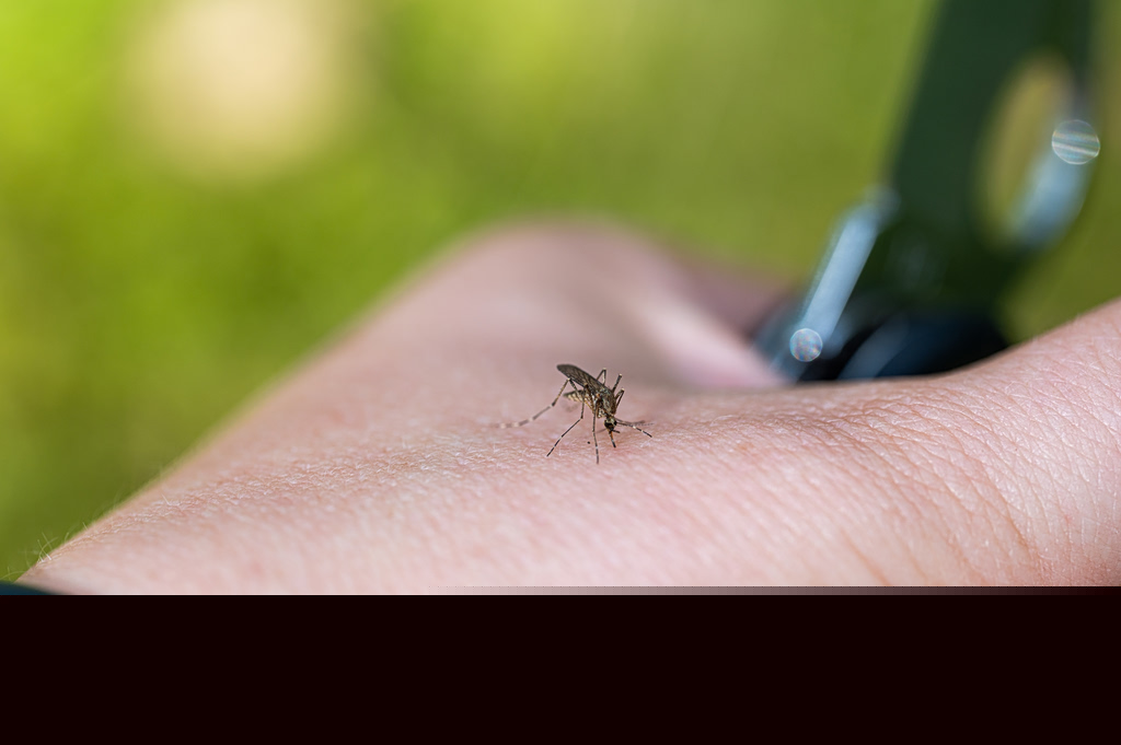 West Nile Virus Cases Rise as Conditions Favor Mosquitoes