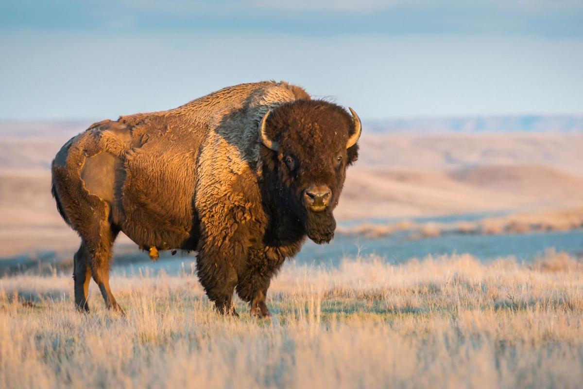 The Largest Animals You Can Legally Own in Colorado