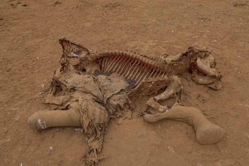 Farmers in Kenya dispute that cyanide poisoning could have killed 16 elephants