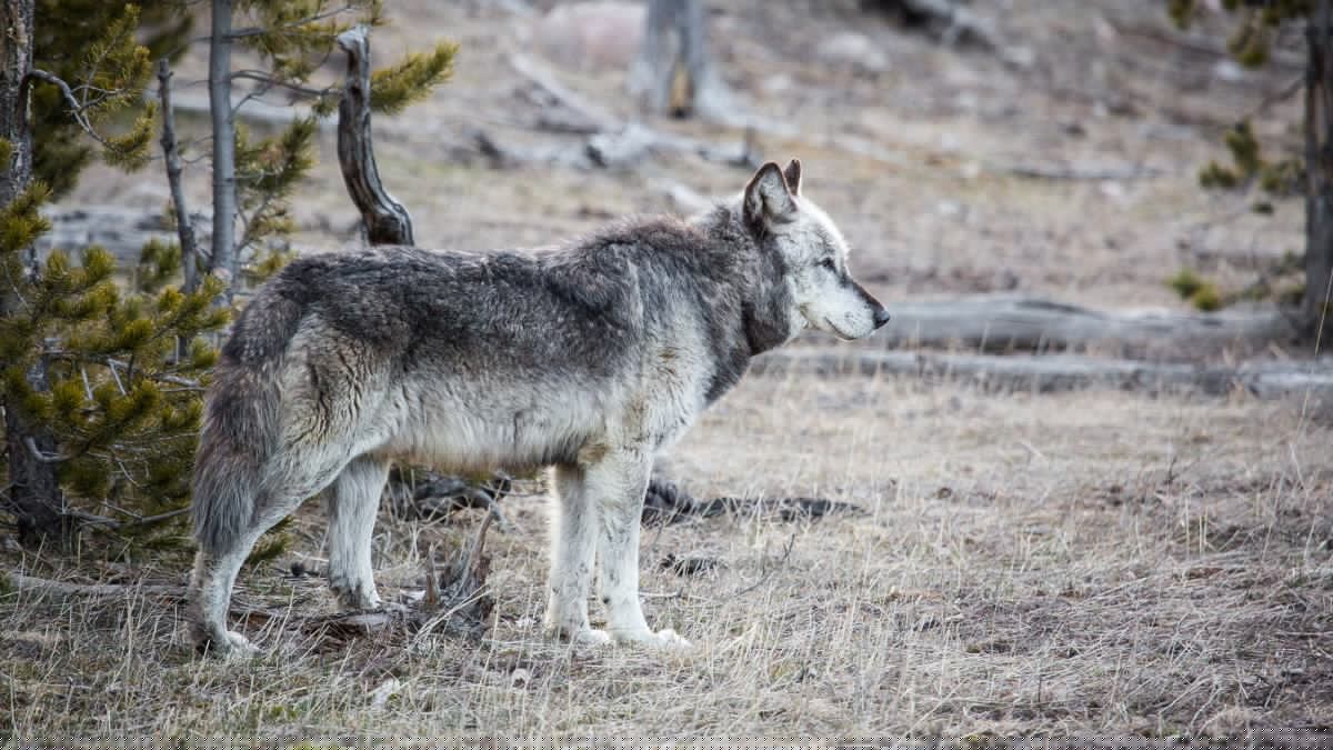 Influencer Offers $10,000 Bounty to Identify Hunters Who Tag Wolves That Leave Yellowstone National Park