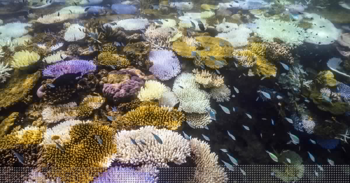 „Ermutigendes Zeichen“ - Korallen am Great Barrier Reef erholen sich