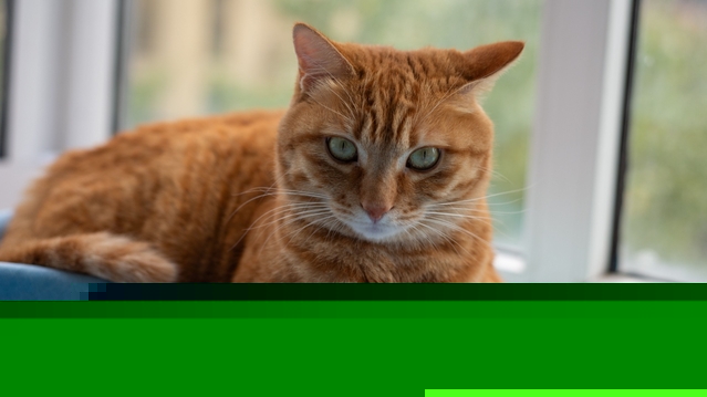 Your Cat's Weirdest Habits Explained And the Meanings May Surprise You