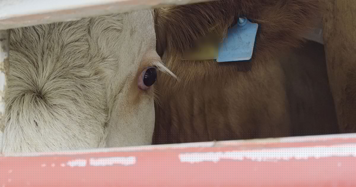 Tierschützer warnen: - Skandal-Viehhändler verschifft weiterhin Rinder