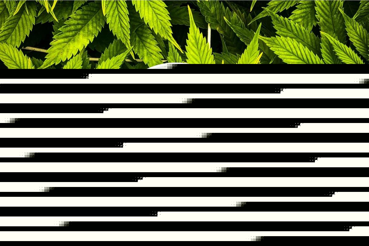 Texas THC Laws Weaponize Reefer Madness
