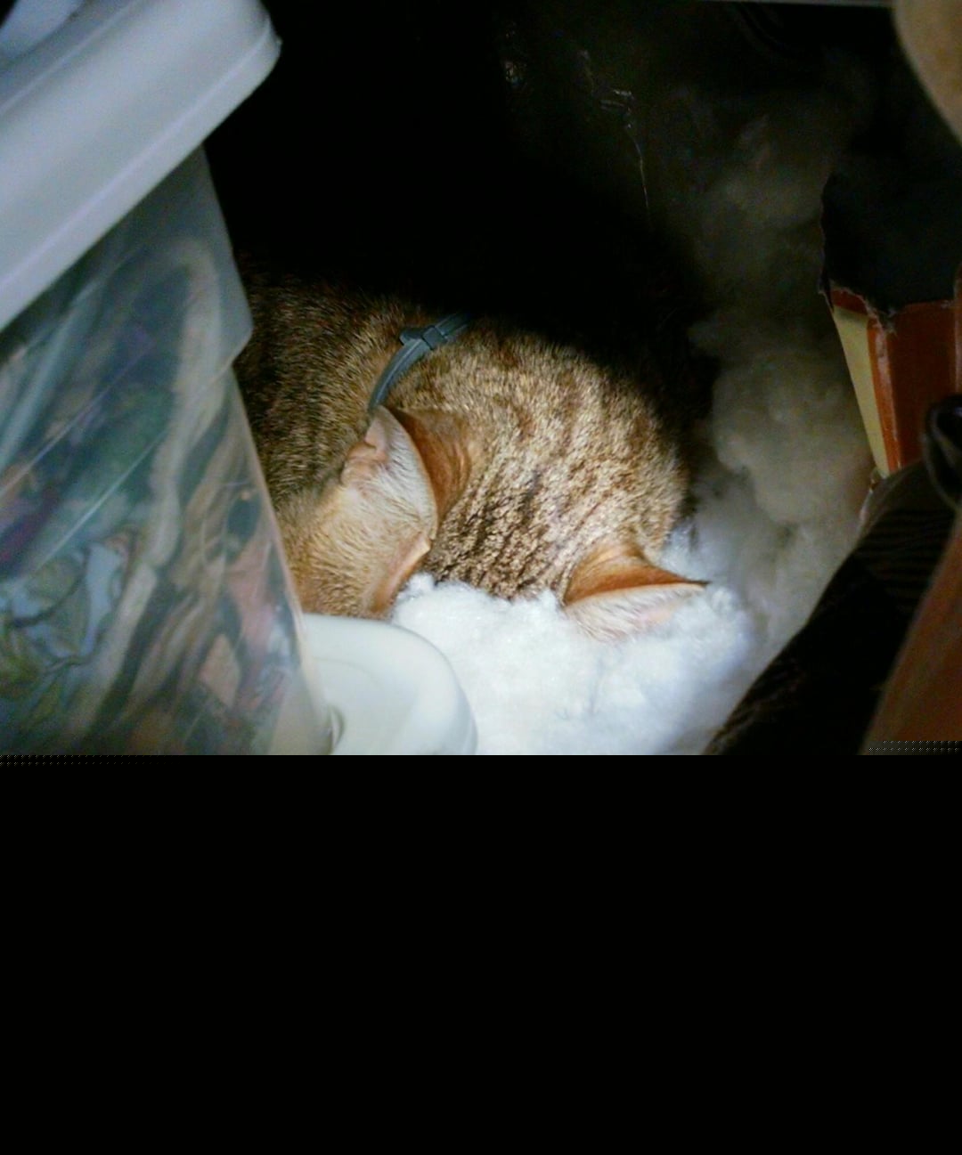 Cats - The stuffing is a cat bed now