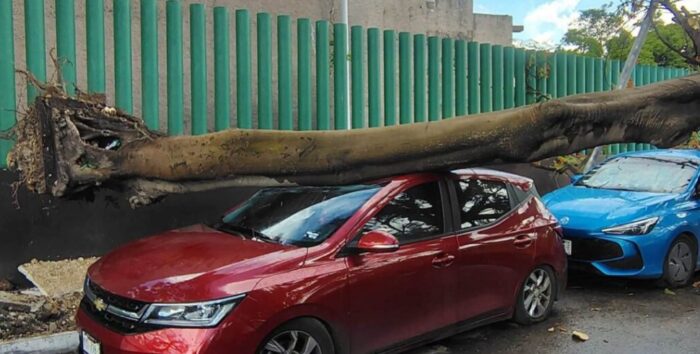 Huge tree falls on top of cars in Merida